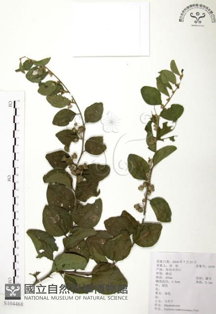 馬甲子藏品圖，第1張