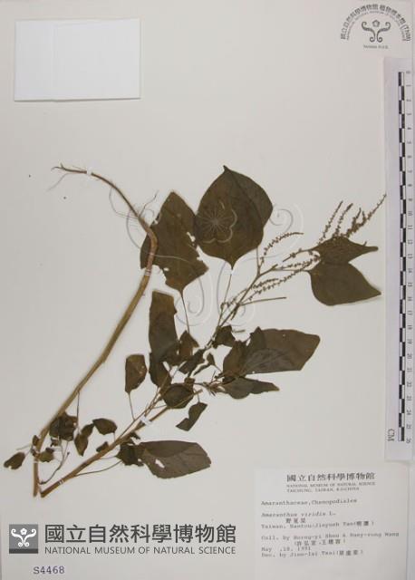 野莧菜藏品圖，第1張