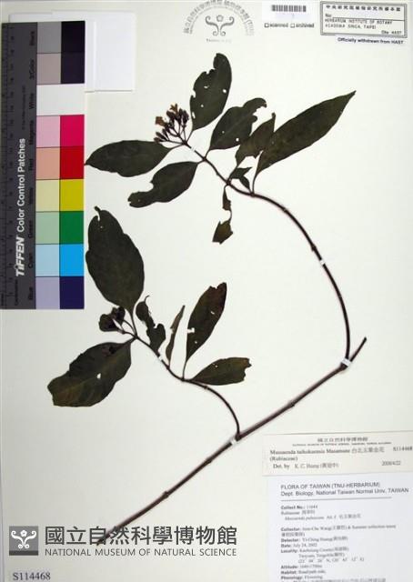 台北玉葉金花藏品圖，第1張