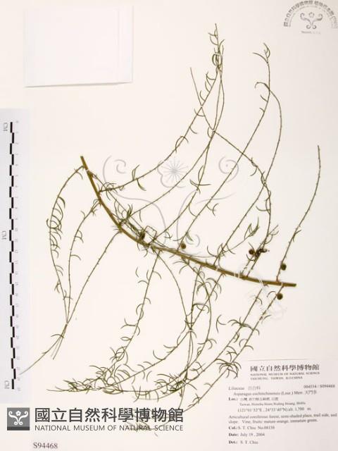天門冬藏品圖，第1張