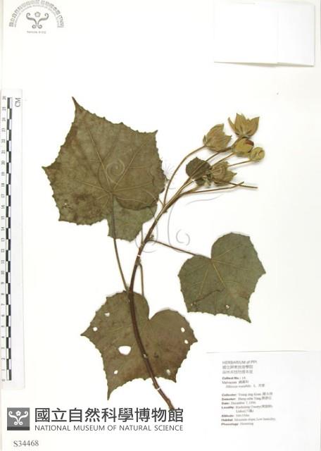 山芙蓉、臺灣山芙蓉、狗頭芙蓉藏品圖，第1張