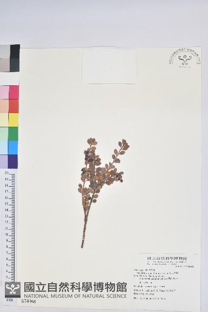 高山越橘藏品圖，第1張