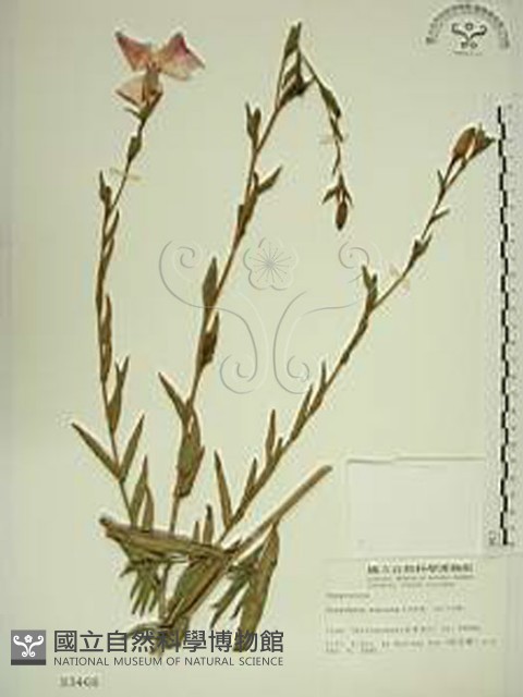 待宵草藏品圖，第1張
