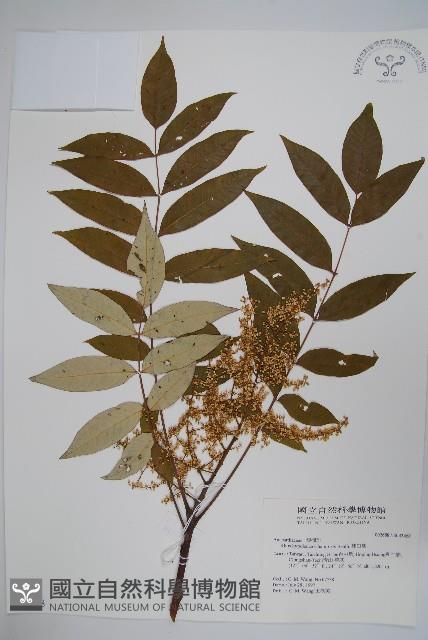 裡白漆藏品圖，第1張