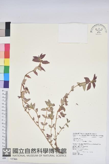 飛揚草藏品圖，第1張