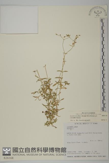 亞毛無心菜藏品圖，第1張