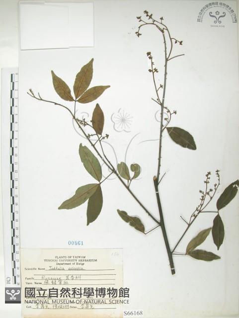 飛龍掌血藏品圖，第1張