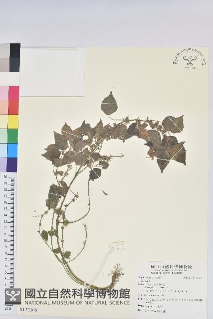 登錄號:S122168藏品圖，第1張