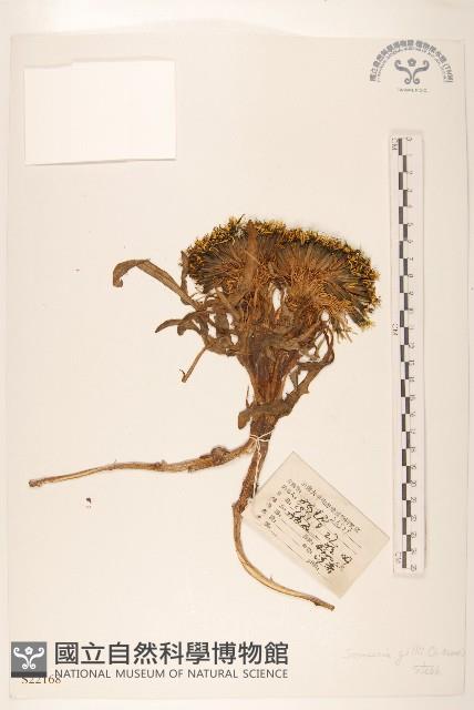 金沙絹毛菊藏品圖，第1張