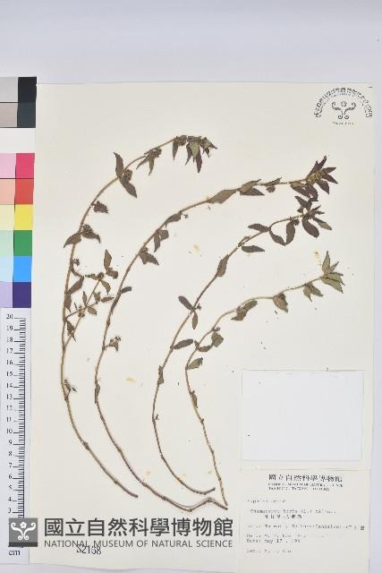 飛揚草藏品圖，第1張