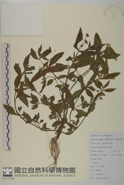 鱧腸藏品圖，第1張