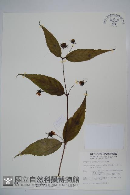 台灣土黨參藏品圖，第1張