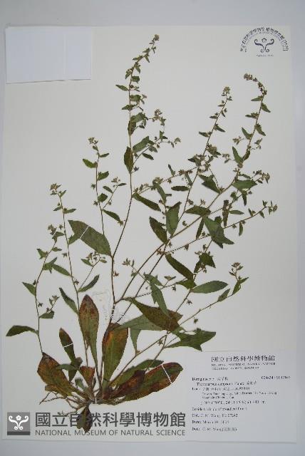 盾果草藏品圖，第1張