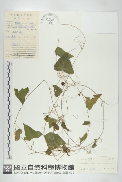 馬交兒藏品圖，第1張