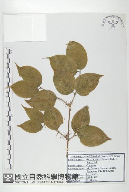 山茱萸藏品圖，第1張