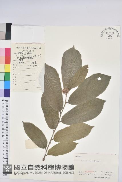 茅栗藏品圖，第1張