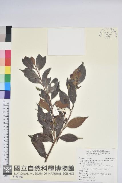 珍珠花、長尾葉越橘藏品圖，第1張