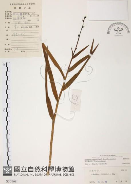 葦草蘭、鳥仔花、竹葉蘭藏品圖，第1張