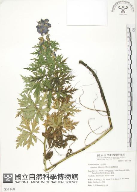 臺灣烏頭藏品圖，第1張