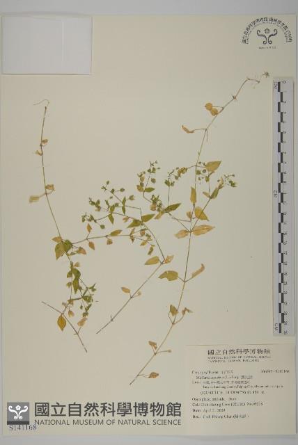 鵝兒腸藏品圖，第1張