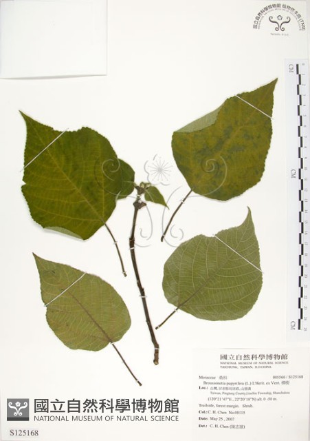 構樹藏品圖，第1張