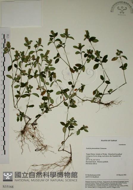 爵床藏品圖，第1張