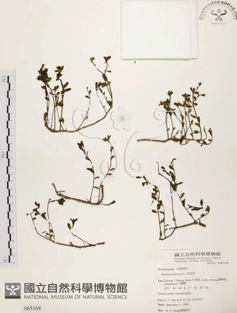 馬齒莧藏品圖，第1張