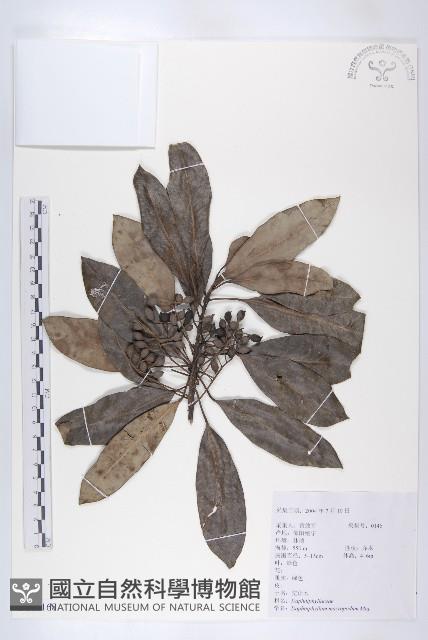 交讓木、臺灣虎皮楠、膜葉虎皮楠藏品圖，第1張