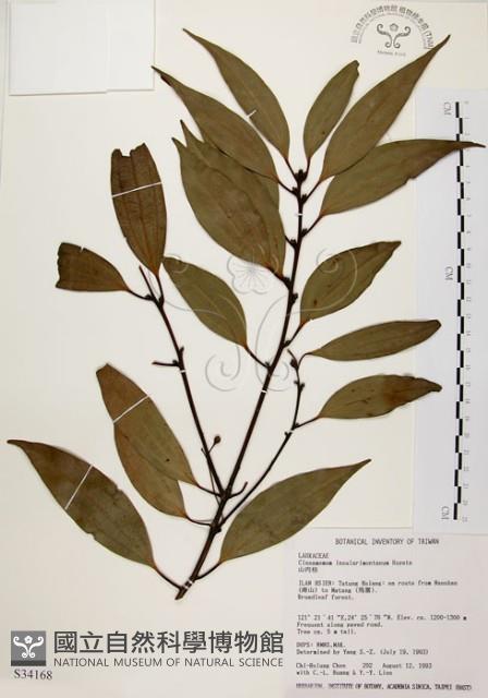 Mountain Cinnamon Tree Collection Image