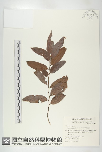 軟毛柿藏品圖，第1張
