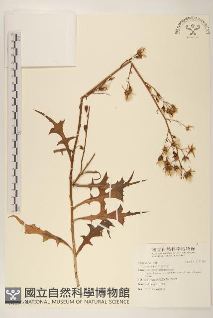 鵝仔草藏品圖，第1張