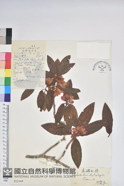 亮鱗杜鵑藏品圖，第1張