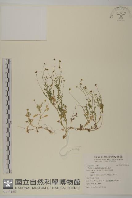 南方山芫荽藏品圖，第1張