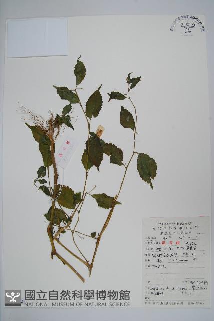 牯嶺鳳仙花藏品圖，第1張