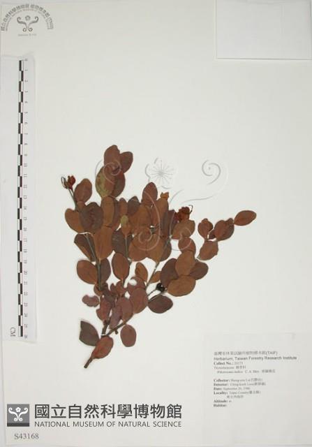 南嶺蕘花藏品圖，第1張