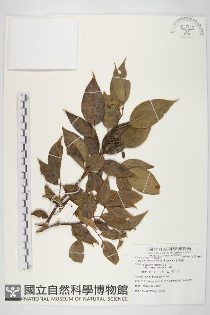 紅葉藤藏品圖，第1張