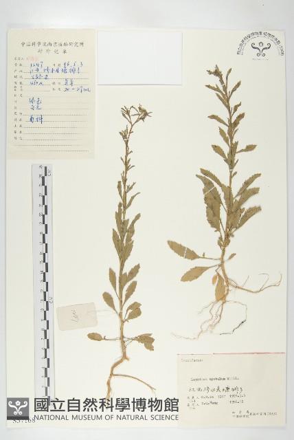 腺獨行菜藏品圖，第1張