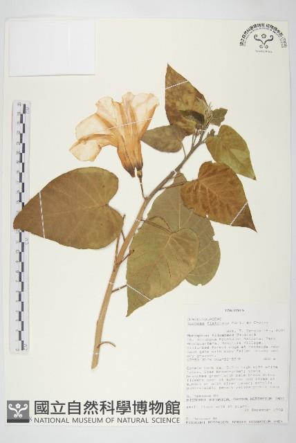 樹牽牛藏品圖，第1張