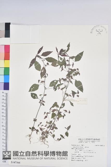 鐵莧菜藏品圖，第1張