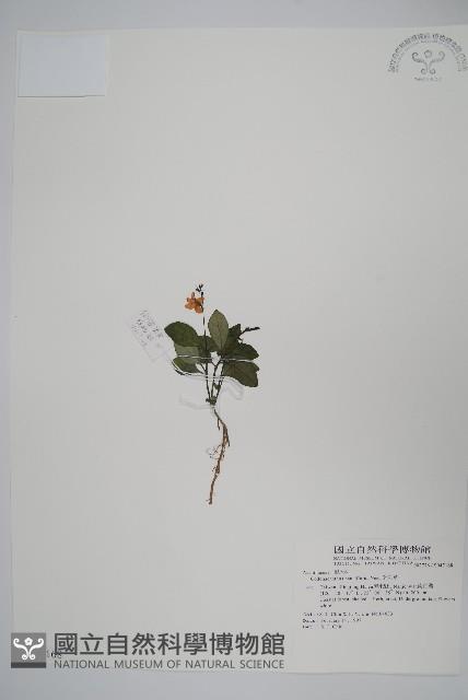 針刺草藏品圖，第1張