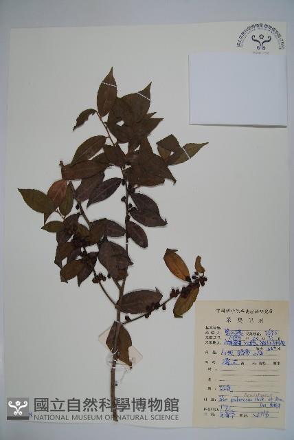 密毛假黃楊藏品圖，第1張