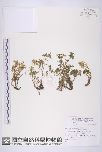 登錄號:S126368藏品圖，第1張