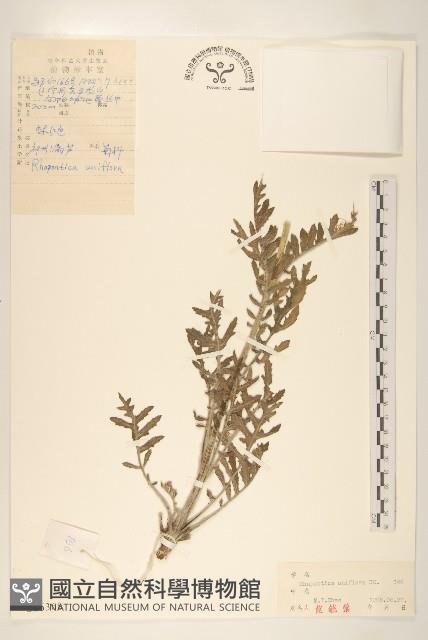 祁州漏蘆藏品圖，第1張