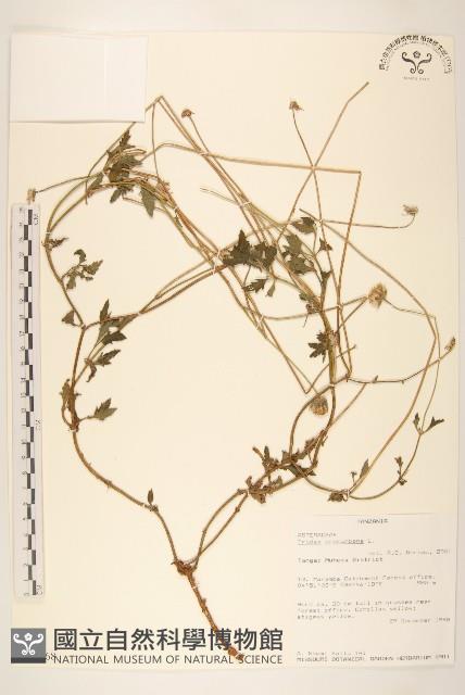 長柄菊藏品圖，第1張