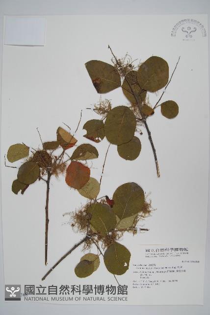 紅葉藏品圖，第1張