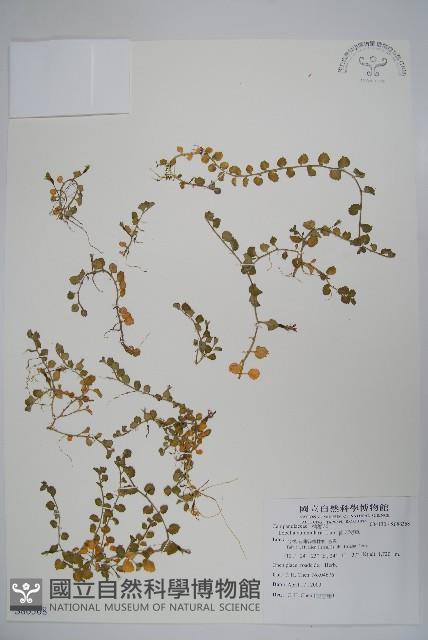 普刺特草藏品圖，第1張