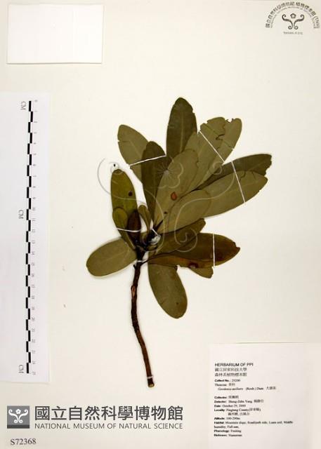 Taiwan Gordonia Collection Image