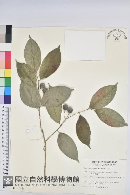 南仁鐵色藏品圖，第1張