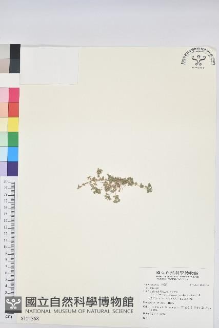 登錄號:S121368藏品圖，第1張