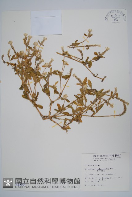 假千日紅藏品圖，第1張
